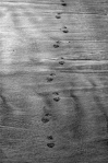 FOOTPRINTS