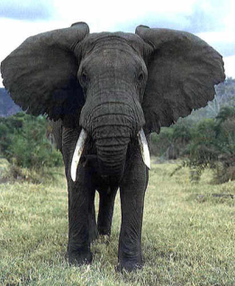 Elephant